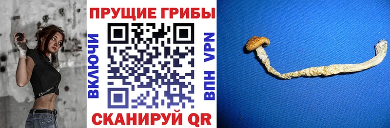 Псилоцибиновые грибы Psilocybine cubensis Макарьев